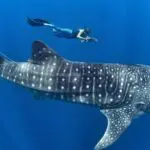 This image captures a person swimming alongside a majestic whale shark in the beautiful blue waters of Mexico's seas, experiencing an unforgettable exclusive private excursion. The scene highlights the thrill of getting up close and personal with marine life in a stunning natural setting.